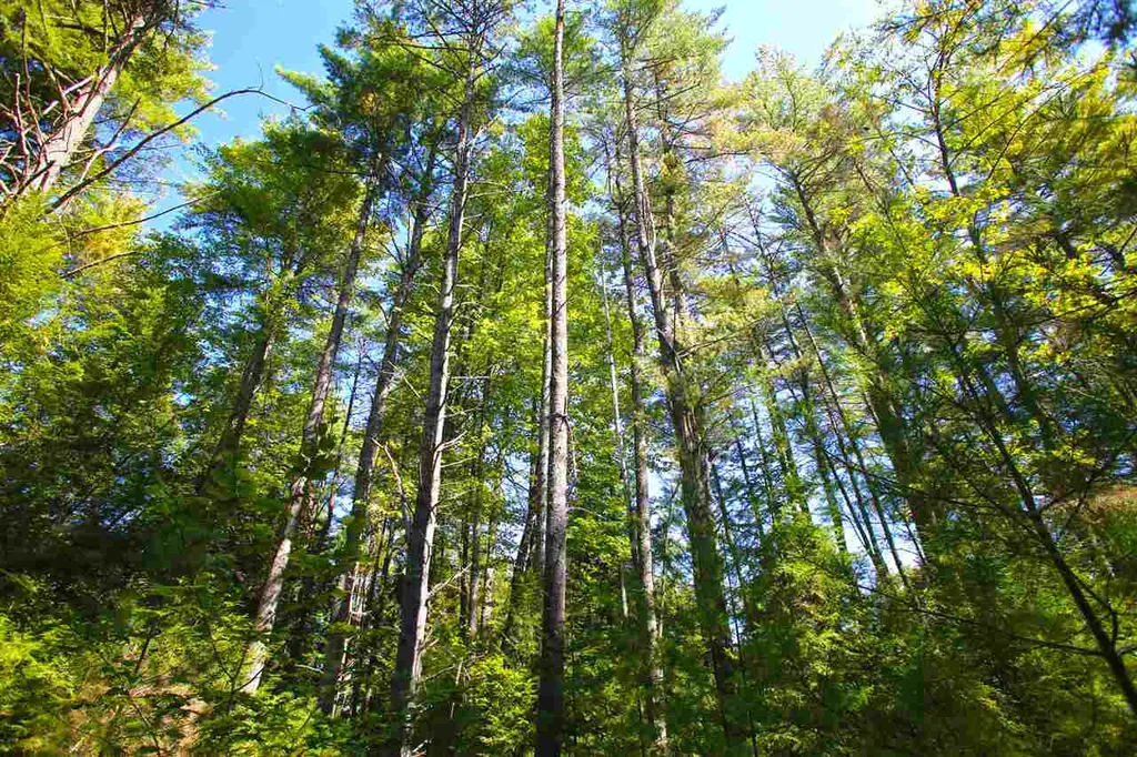 1991 Halls Lake Road Newbury VT 05051