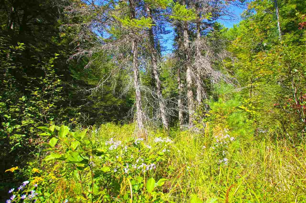 1991 Halls Lake Road Newbury VT 05051