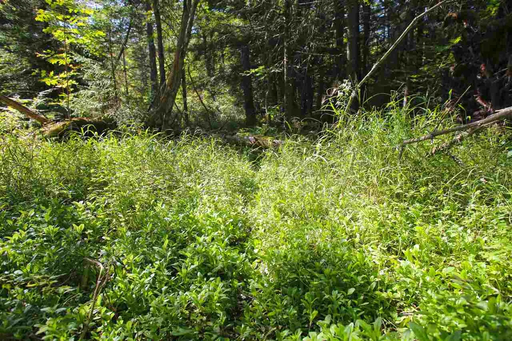 1991 Halls Lake Road Newbury VT 05051