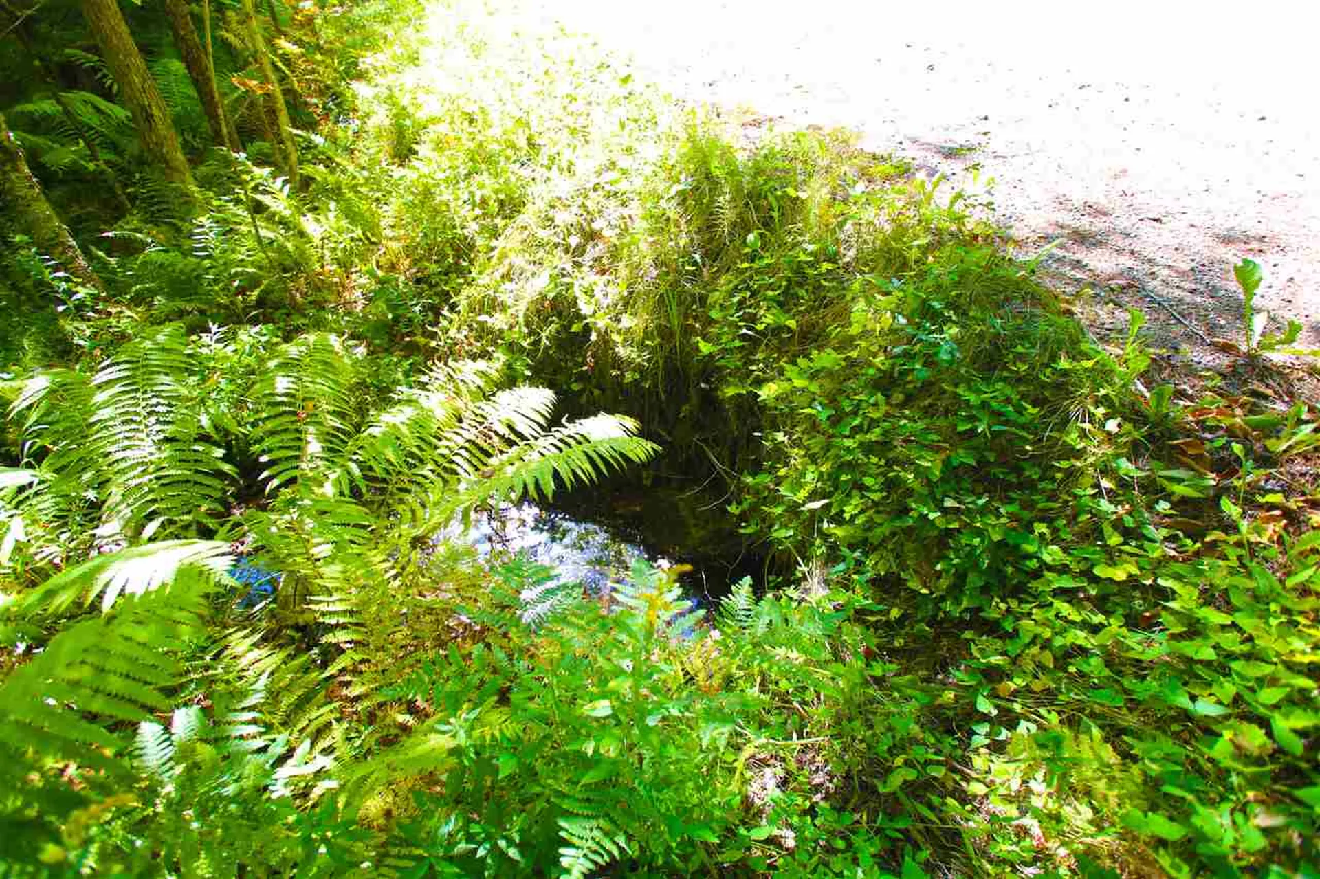 1991 Halls Lake Road Newbury VT 05051
