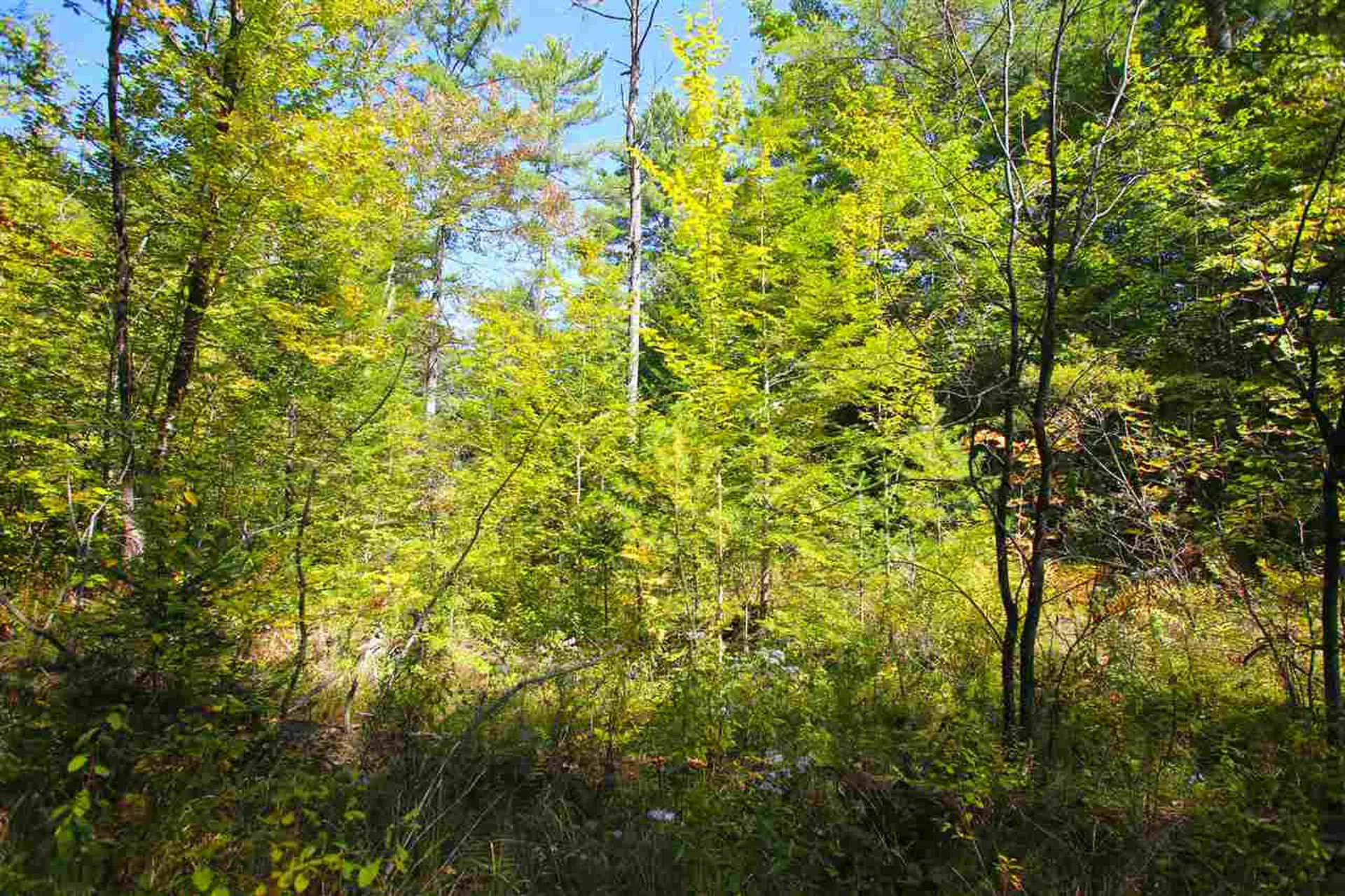 1991 Halls Lake Road Newbury VT 05051