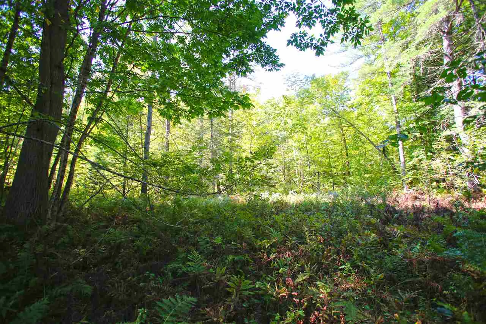 1991 Halls Lake Road Newbury VT 05051