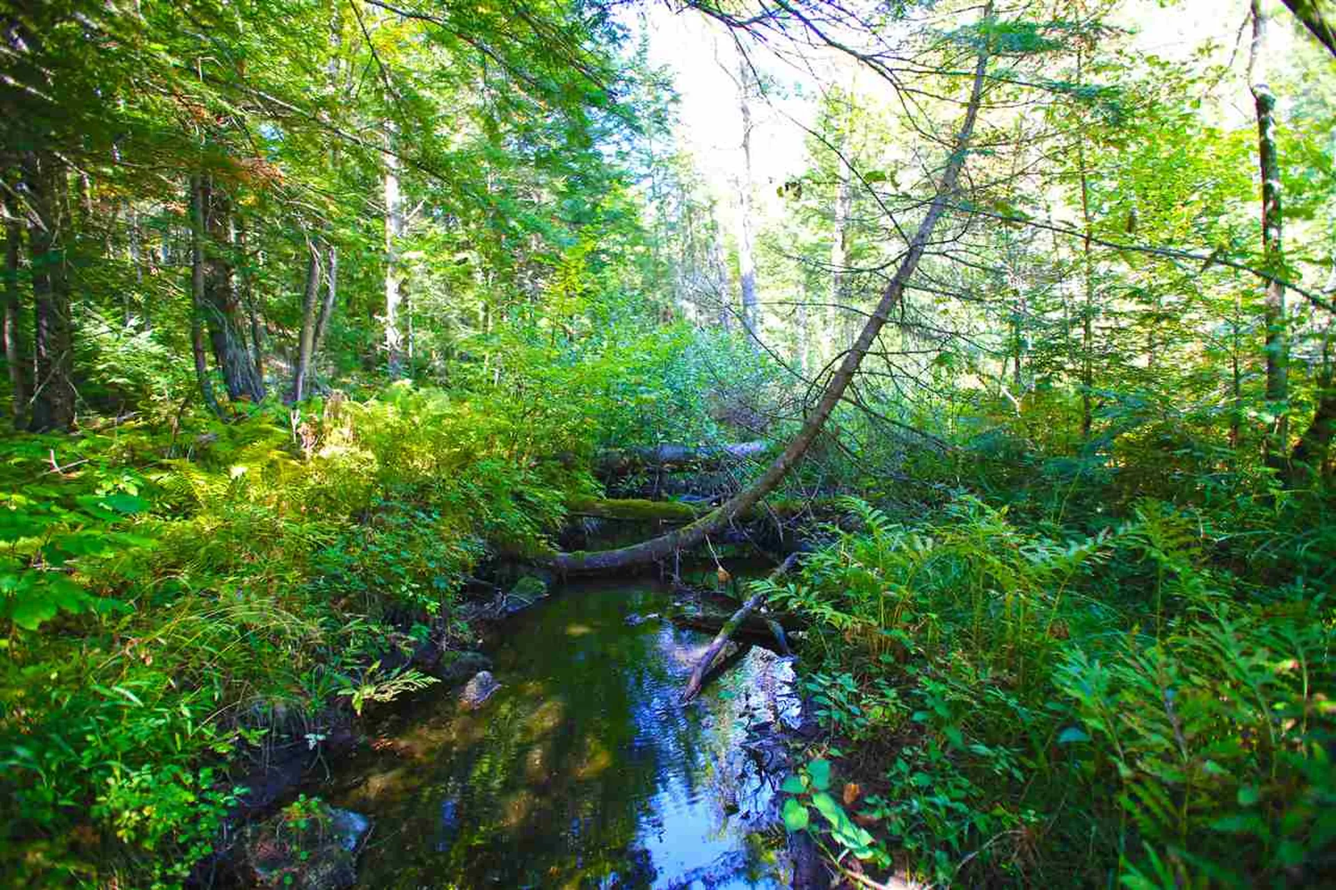 1991 Halls Lake Road Newbury VT 05051