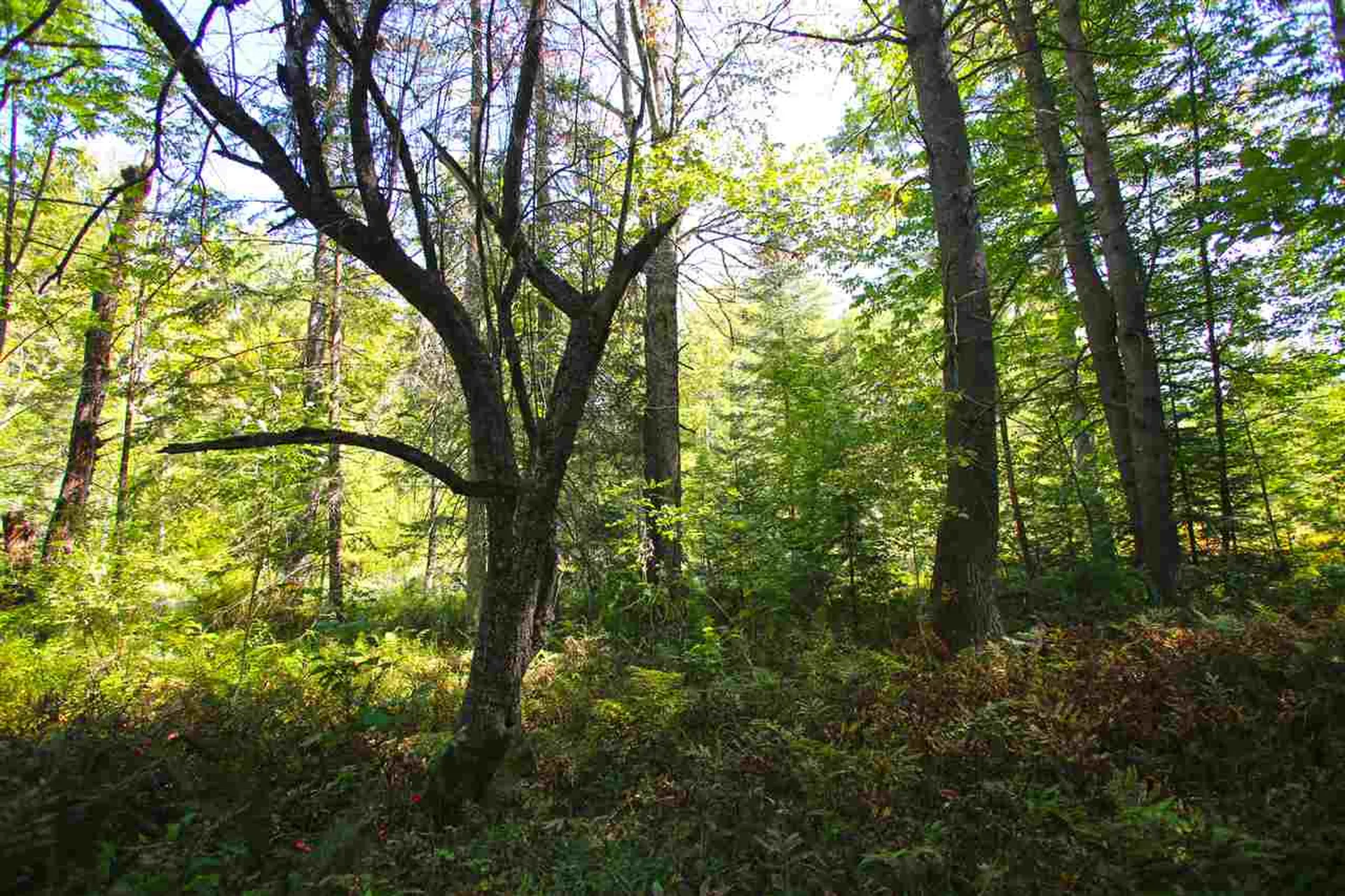1991 Halls Lake Road Newbury VT 05051
