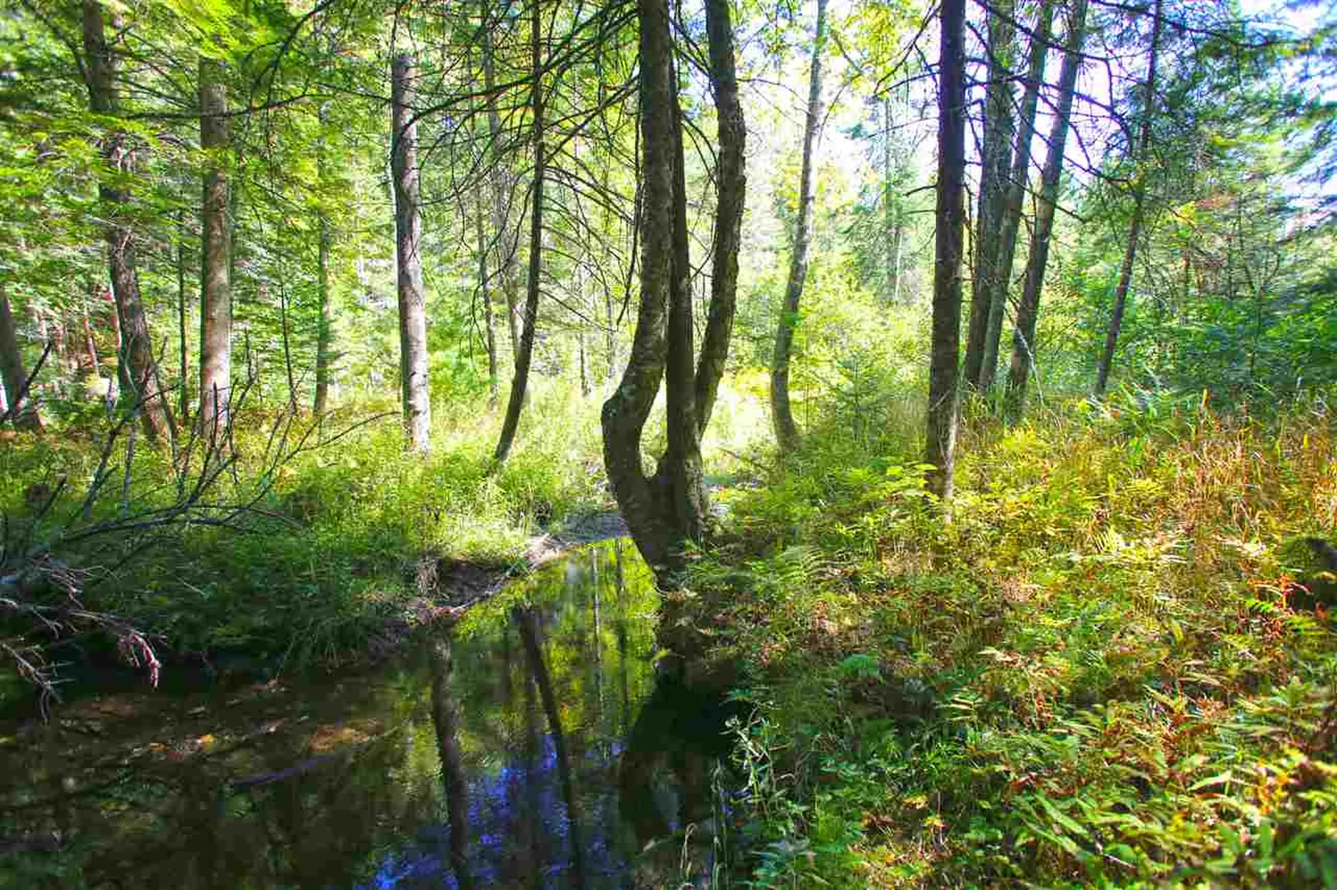 1991 Halls Lake Road Newbury VT 05051