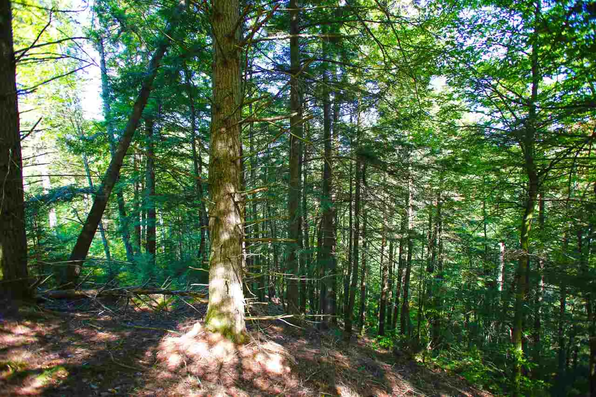 1991 Halls Lake Road Newbury VT 05051