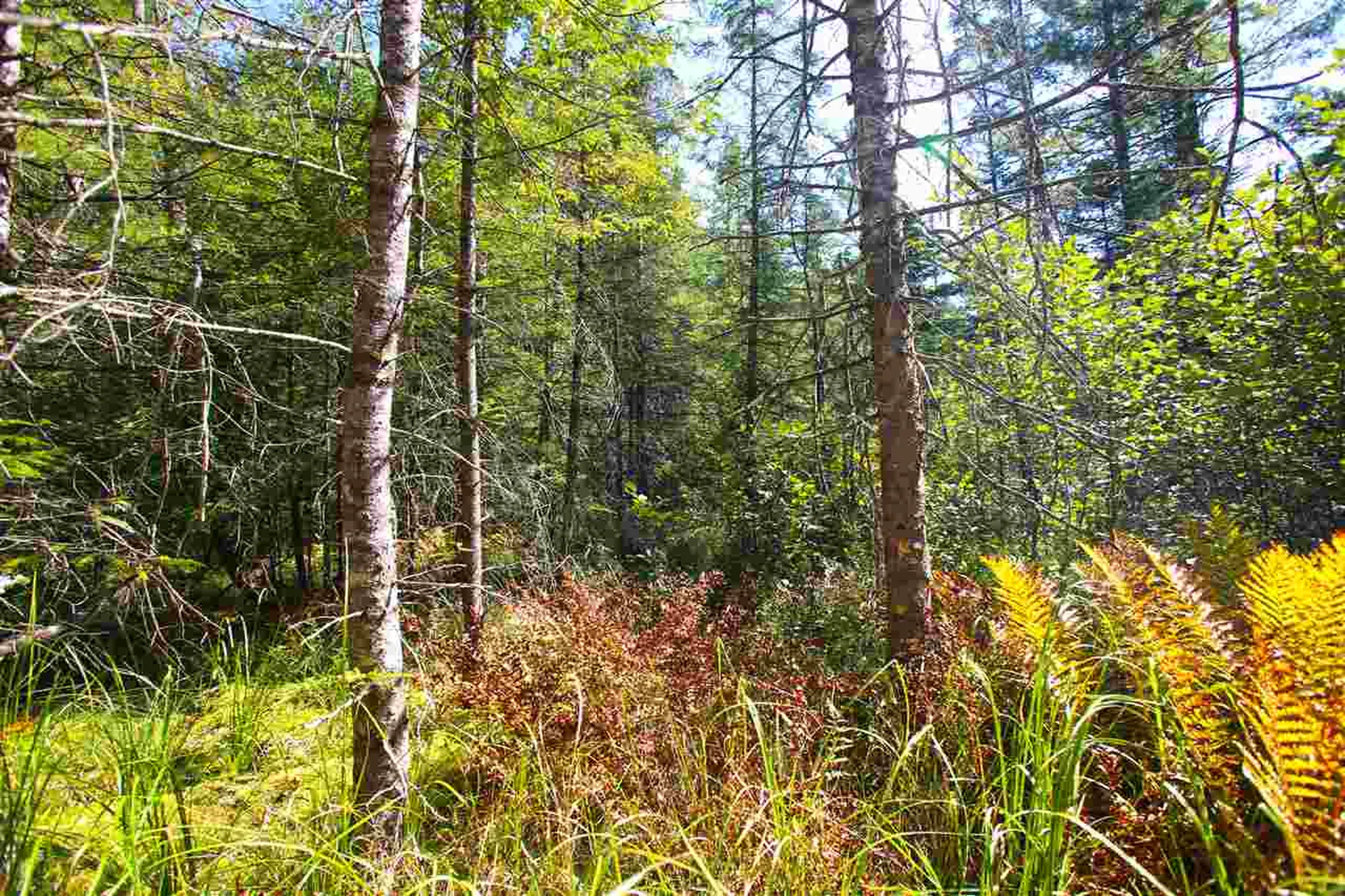 1991 Halls Lake Road Newbury VT 05051