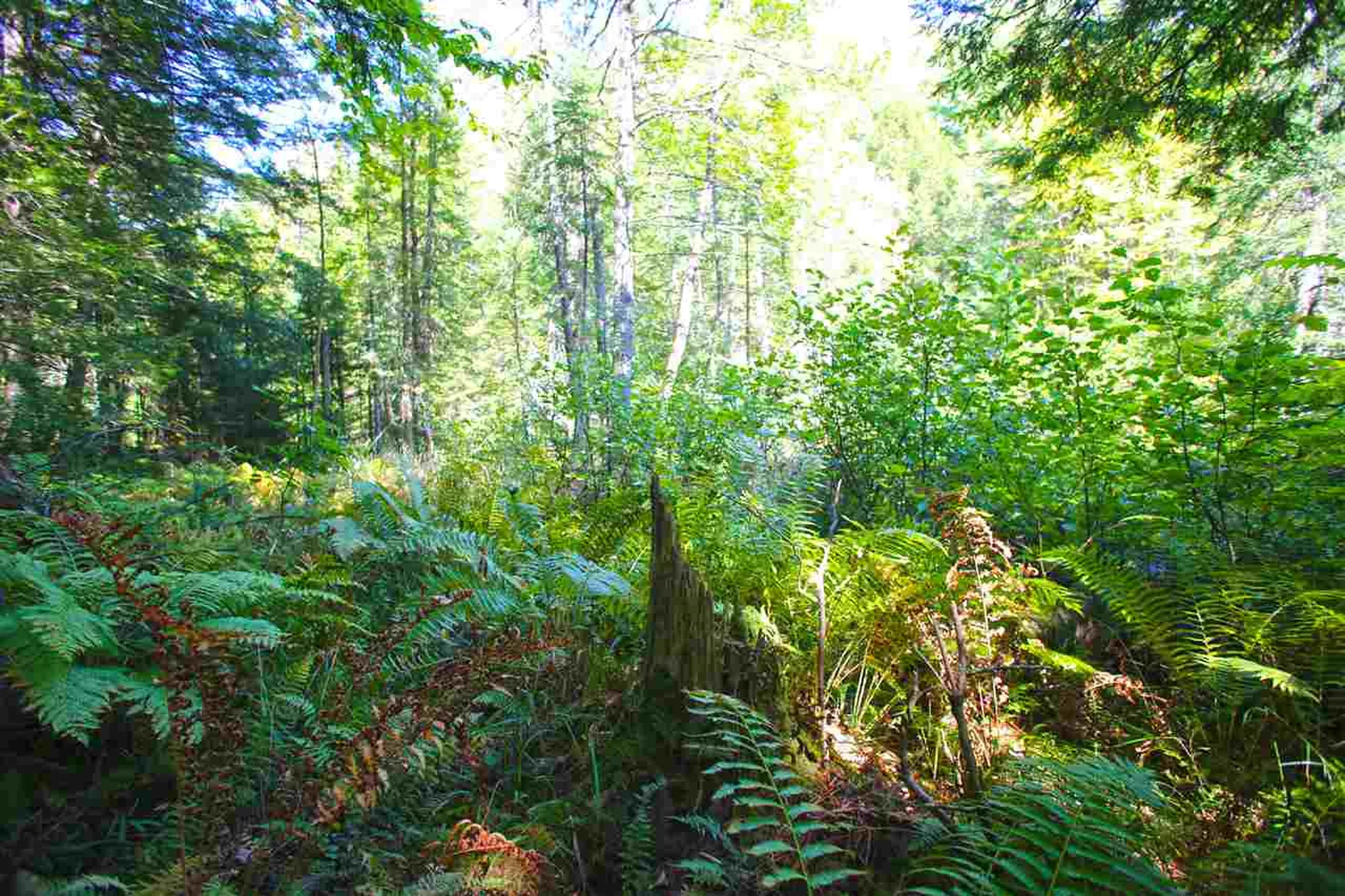 1991 Halls Lake Road Newbury VT 05051