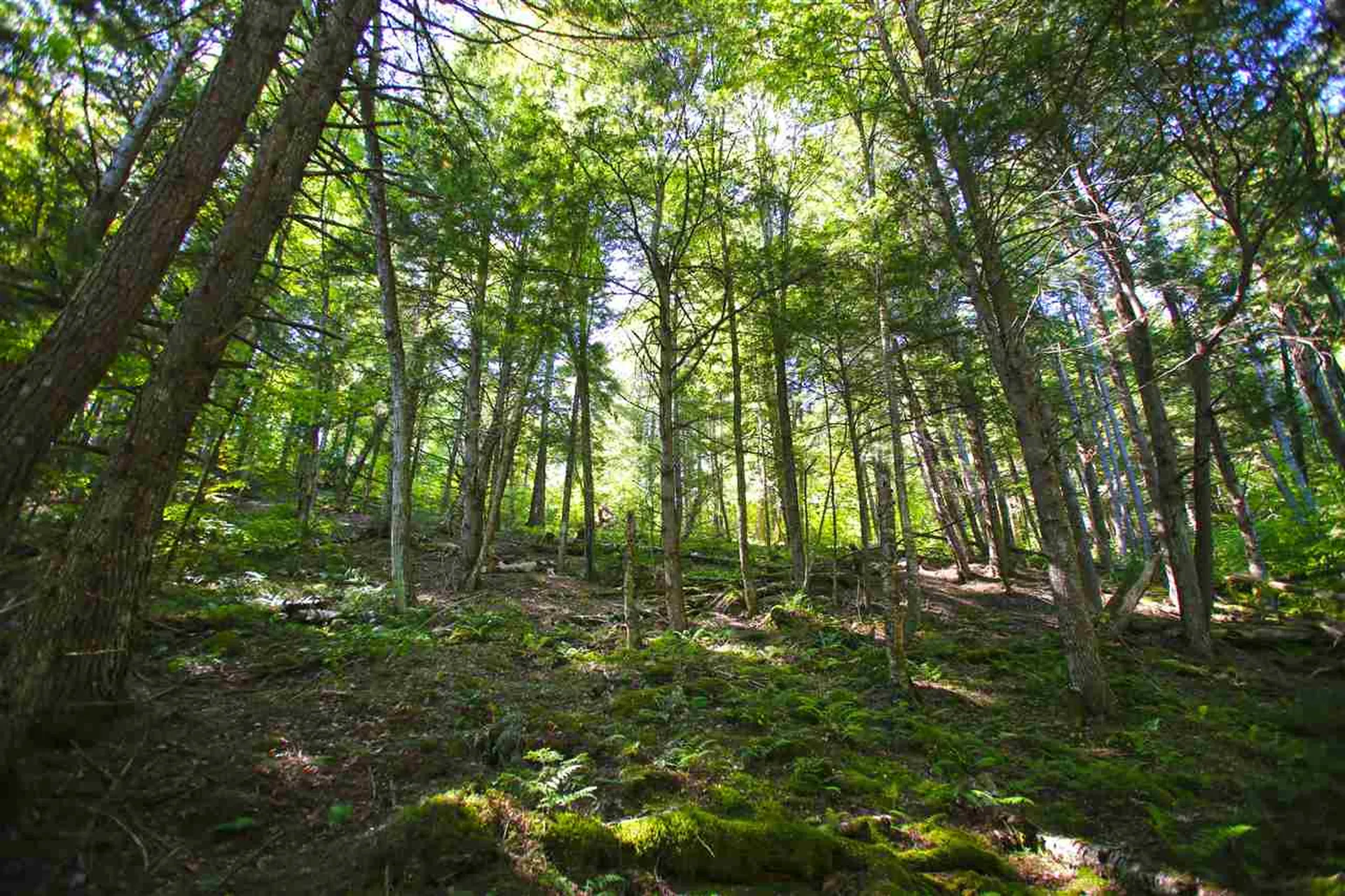 1991 Halls Lake Road Newbury VT 05051