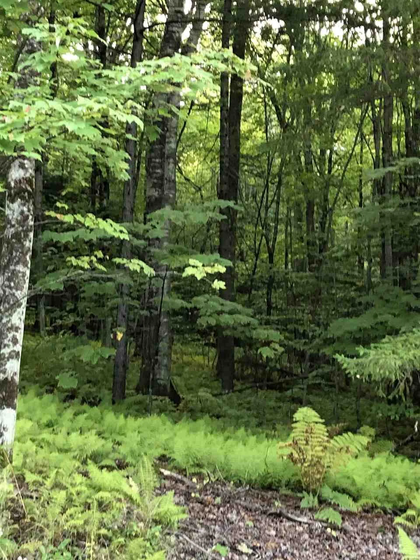 Lt 4 Branch Hill Road Readsboro VT 05050