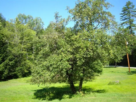 251 Baker Hill Road Newbury NH 03255