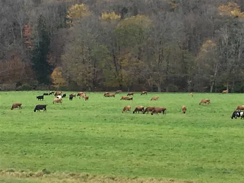8 Fawn Run Wilmington VT 05363