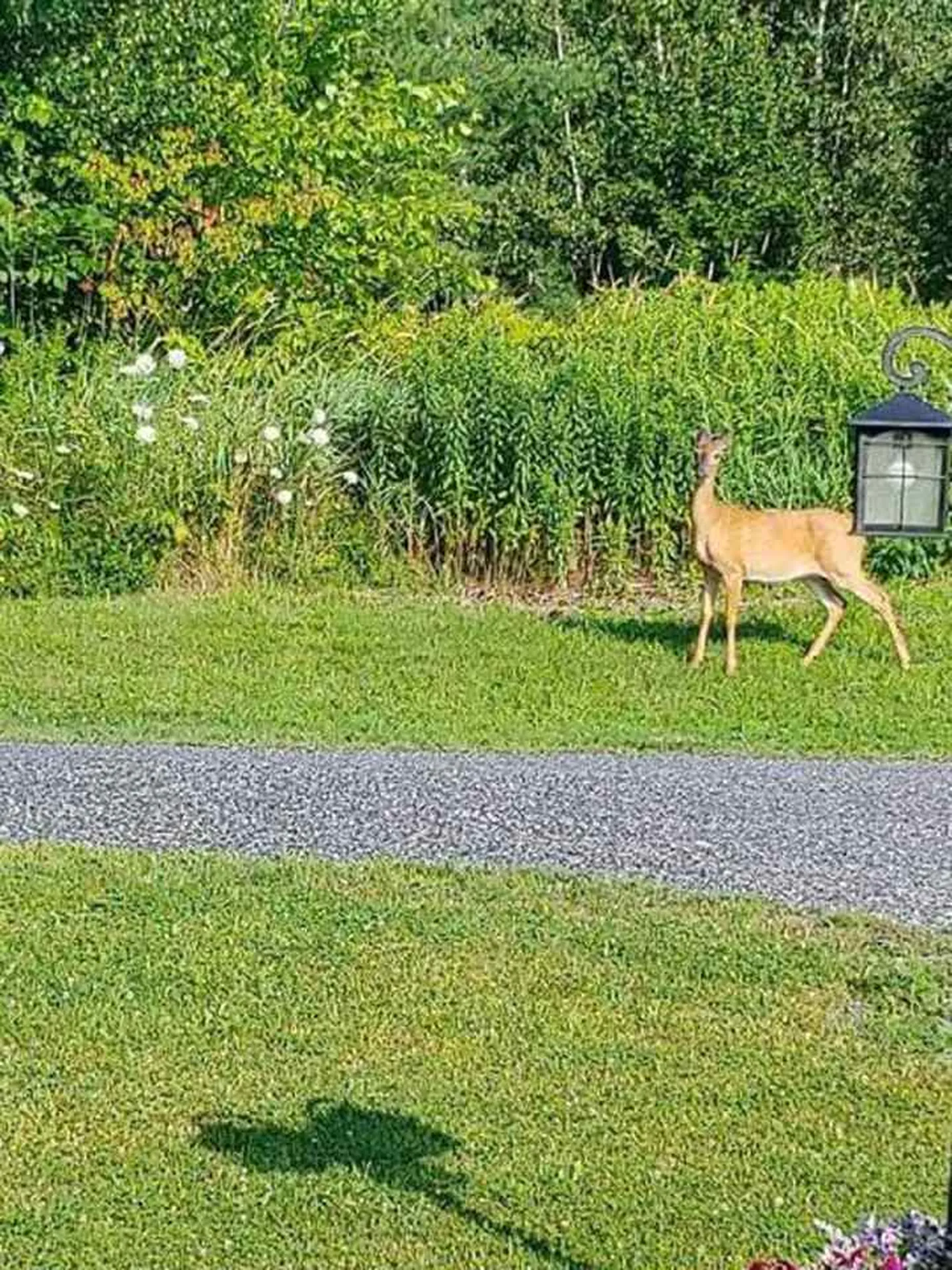 28 Rock View Road Fairfax VT 05454