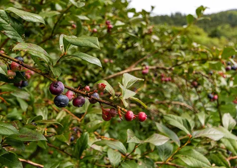 195 Beaver Meadow Road Marshfield VT 05658