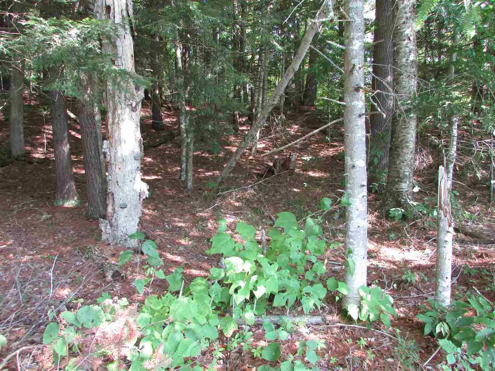 1155 Goose Pond Road Canaan NH 03741