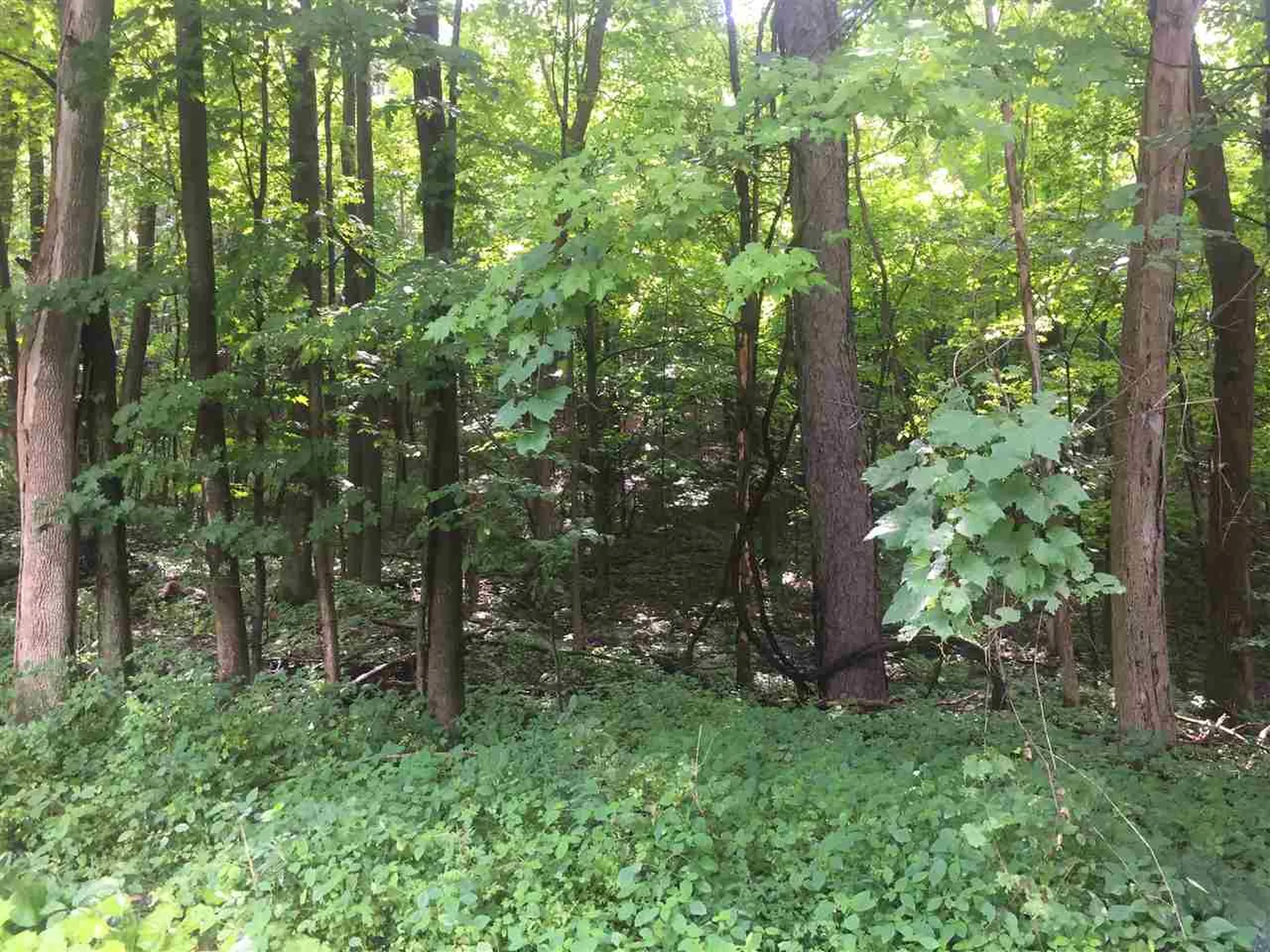 0 Mattison Road Pownal VT 05261