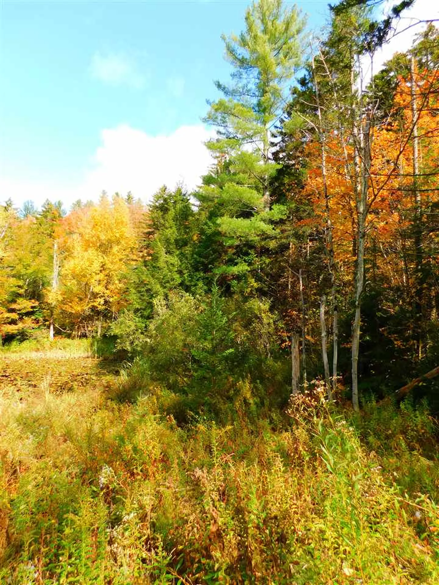 99 Dorr Fitch Road Dover VT 05341