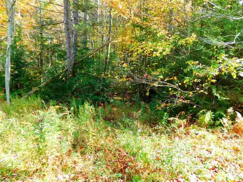 99 Dorr Fitch Road Dover VT 05341