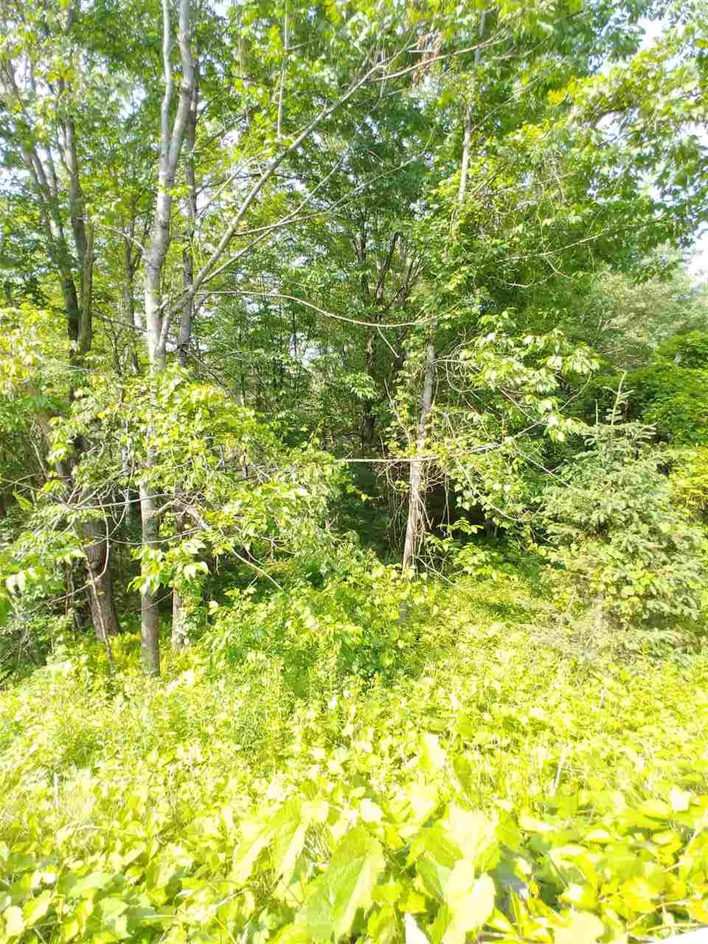 00 Scotch Hollow Road Newbury VT 05051