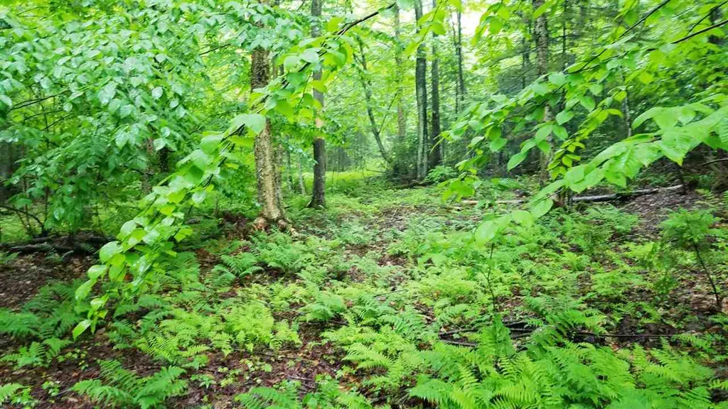 0 Martins Pond Lane Peacham VT 05862