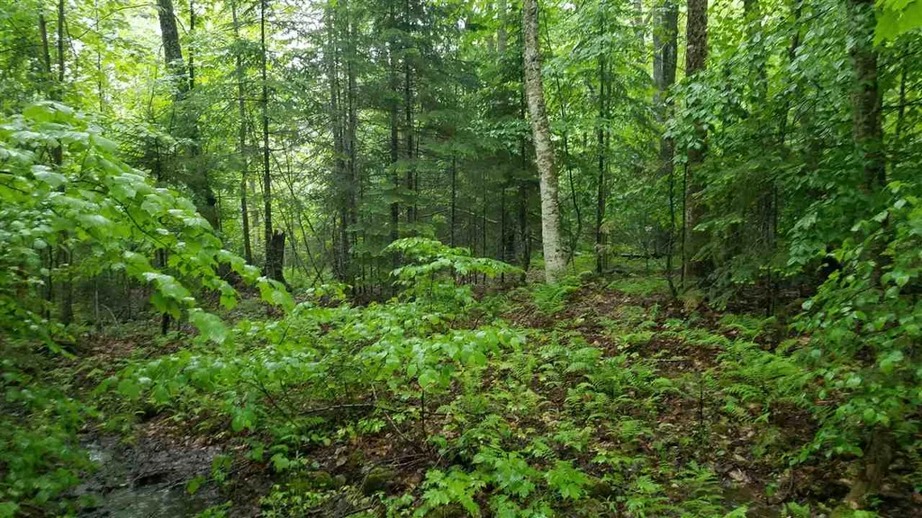 0 Martins Pond Lane Peacham VT 05862