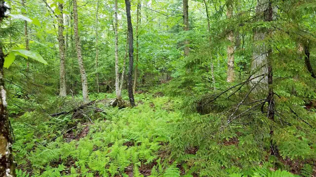 0 Martins Pond Lane Peacham VT 05862