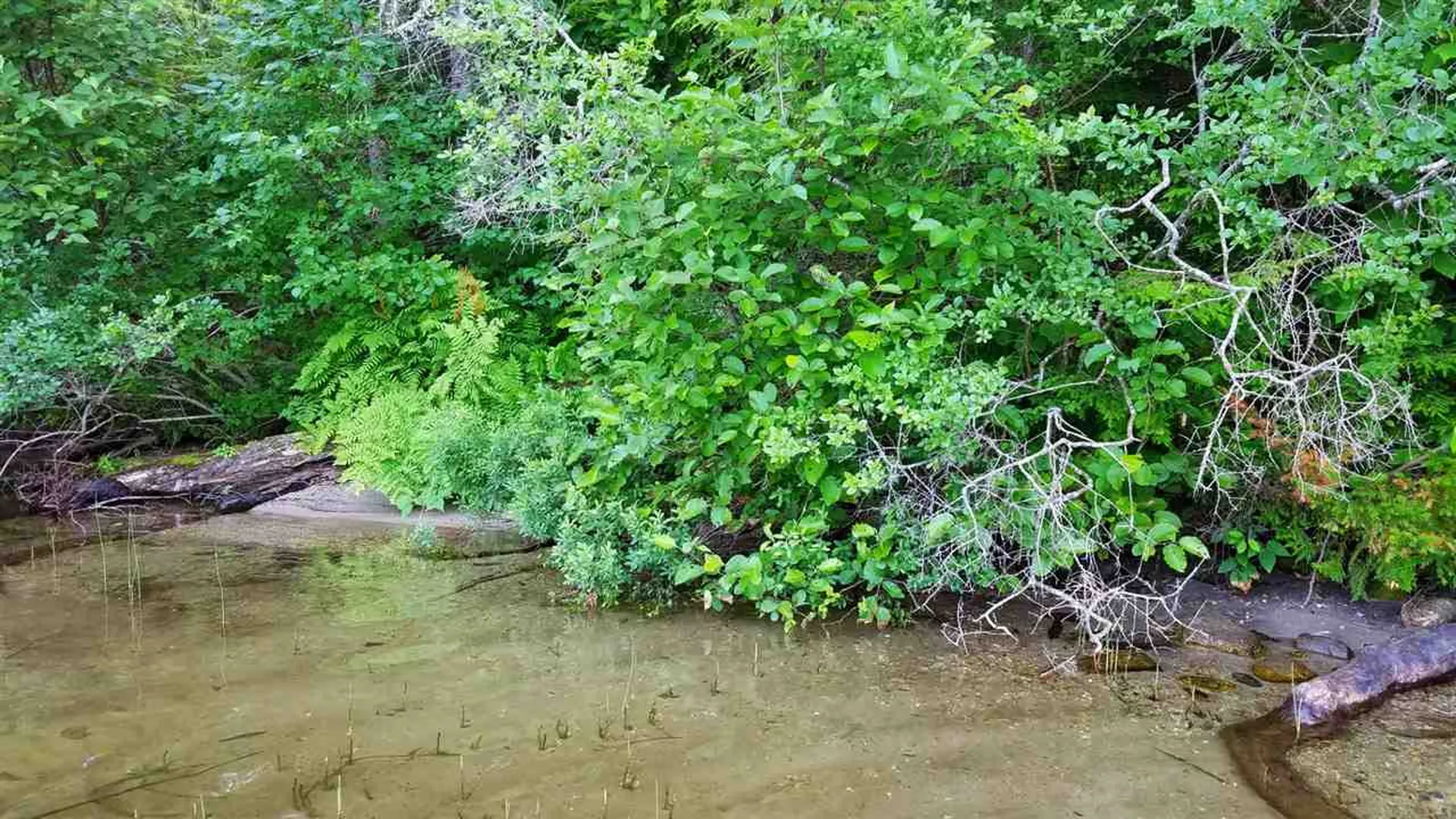 0 Martins Pond Lane Peacham VT 05862