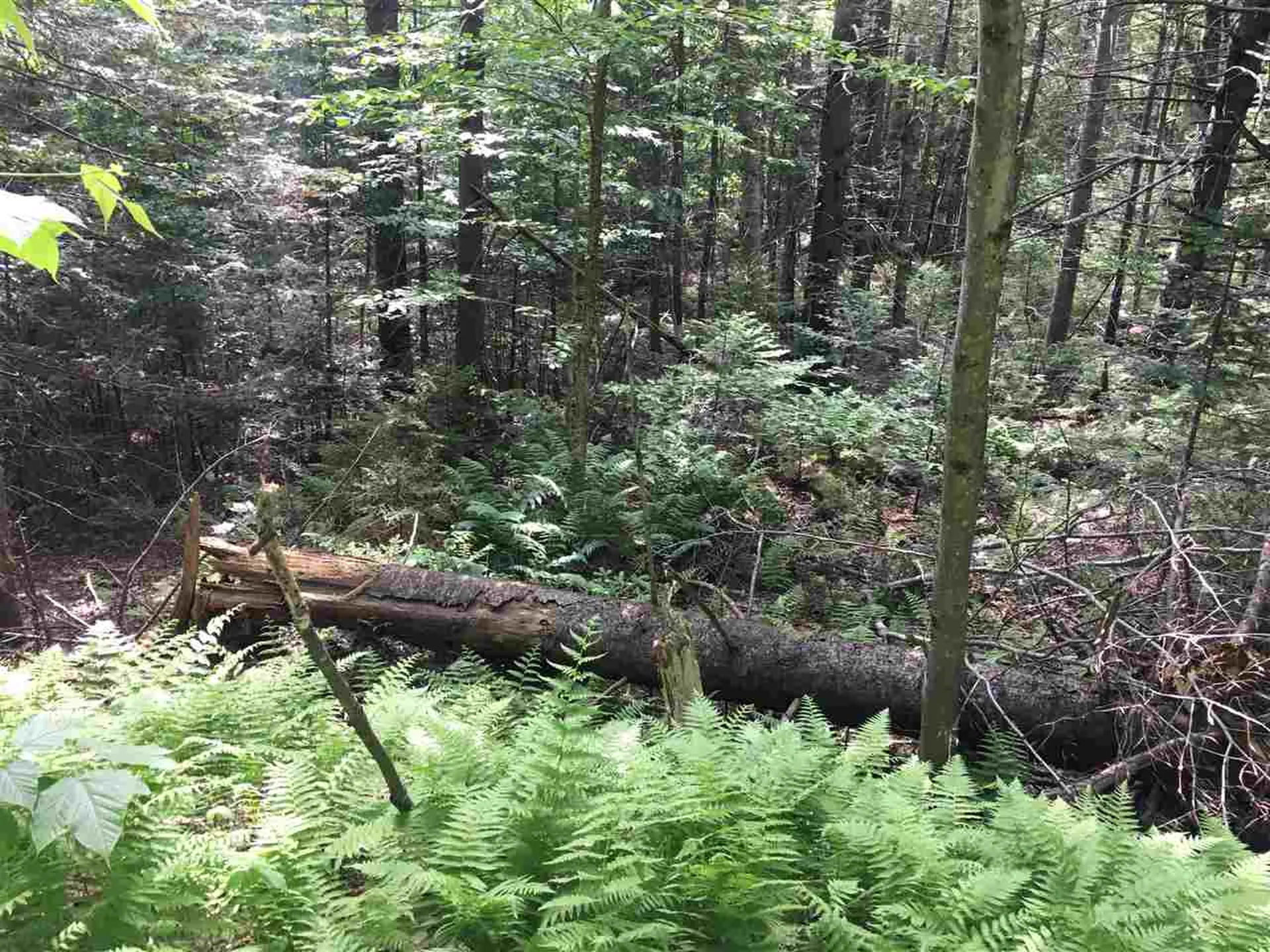 21 South Ryder Pond Road Whitingham VT 05360