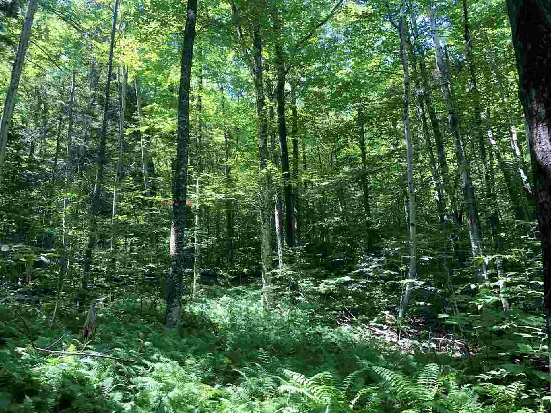 0 Route 4 Killington VT 05751