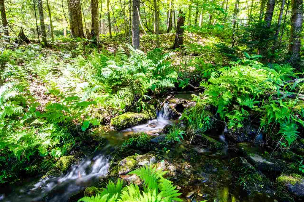 1641 West Hill Road Roxbury VT 05669
