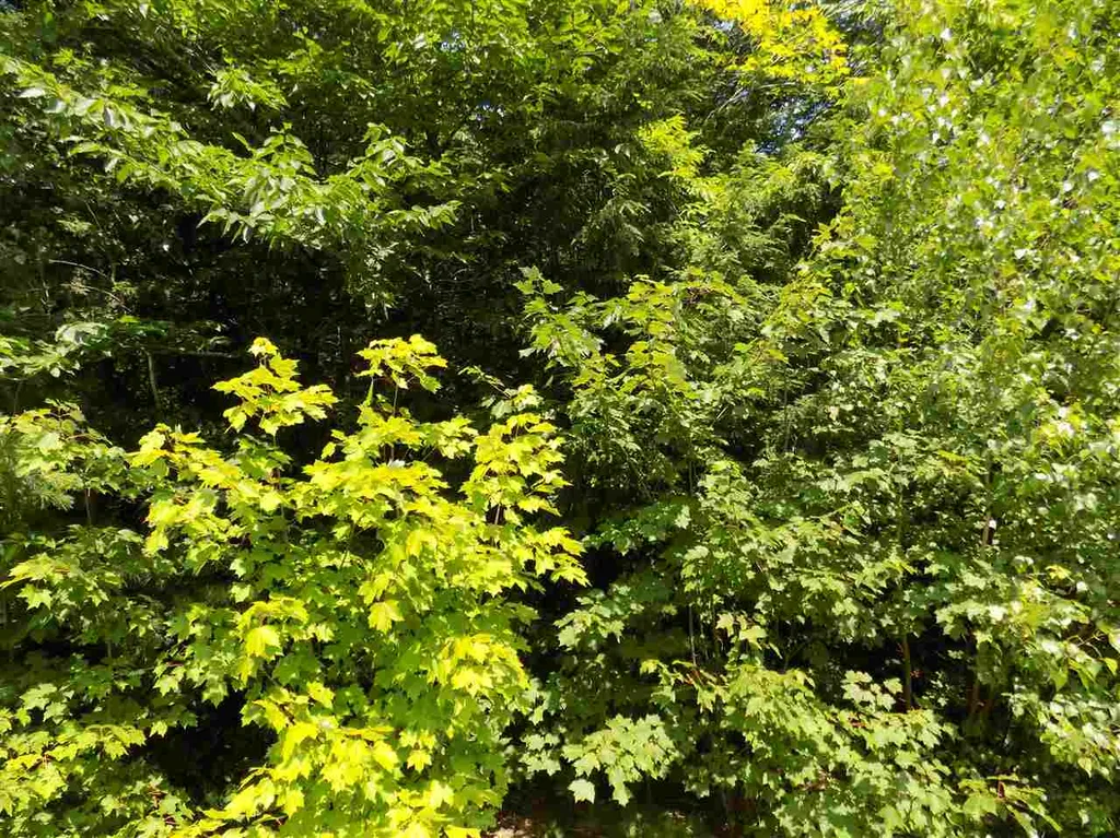 0 Green Mountain Road Effingham NH 03882