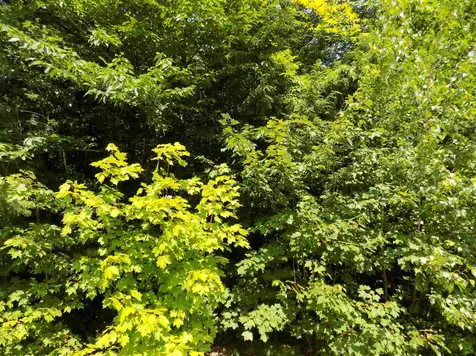 0 Green Mountain Road Effingham NH 03882