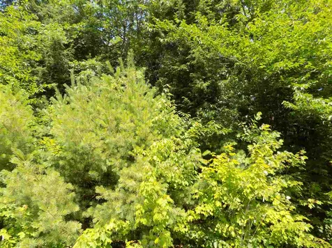 0 Green Mountain Road Effingham NH 03882