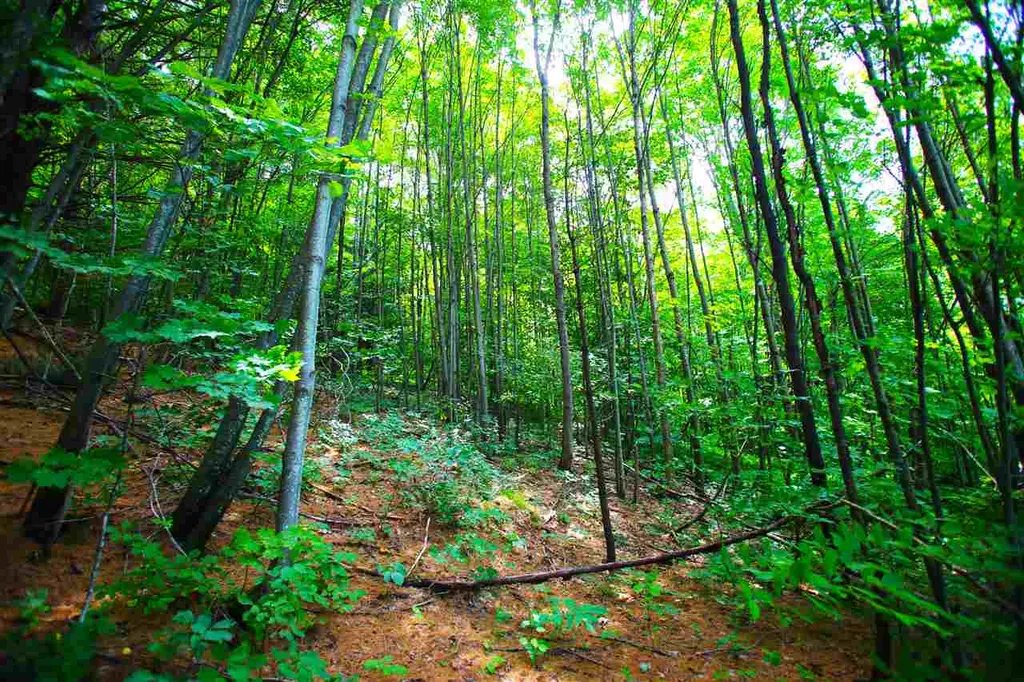 1231 River Road Killington VT 05751