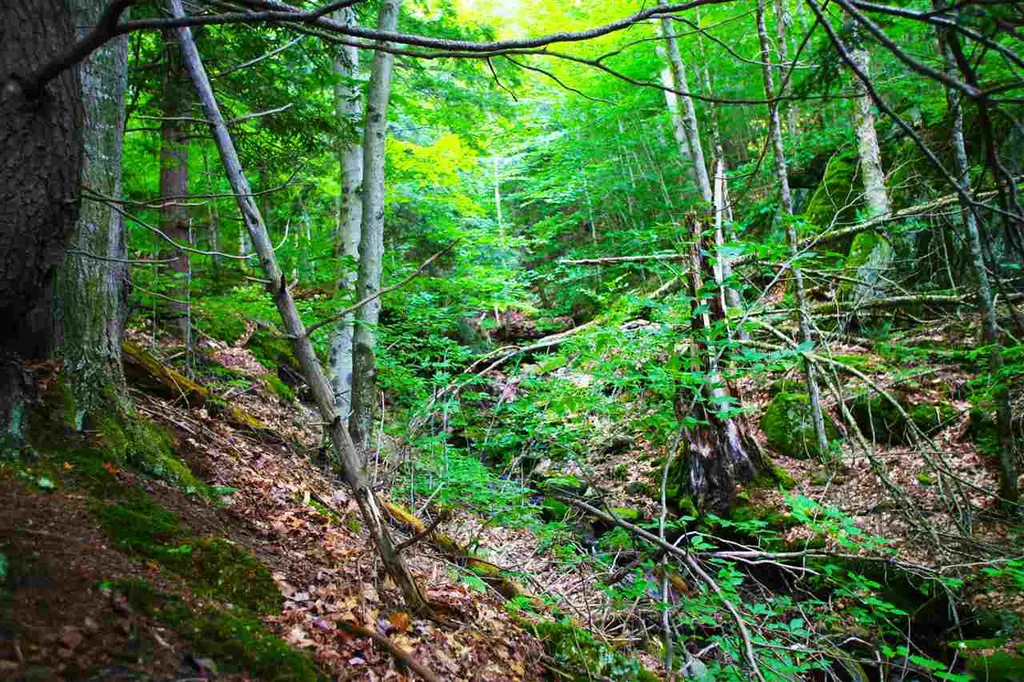1231 River Road Killington VT 05751