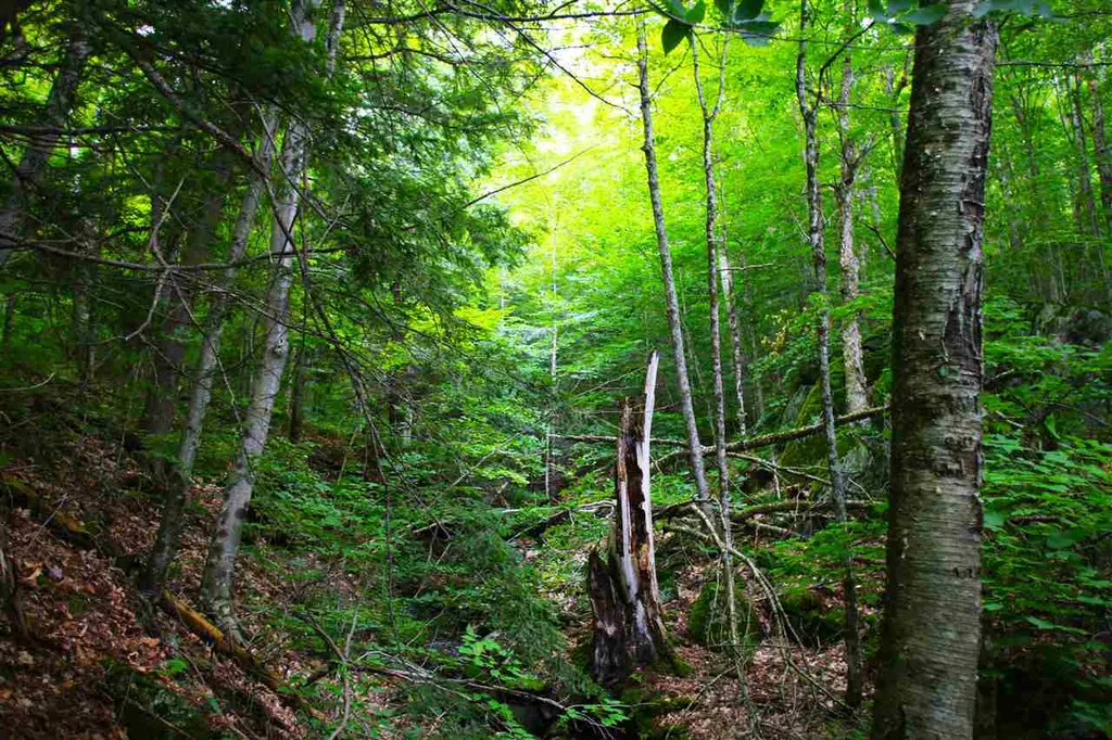 1231 River Road Killington VT 05751