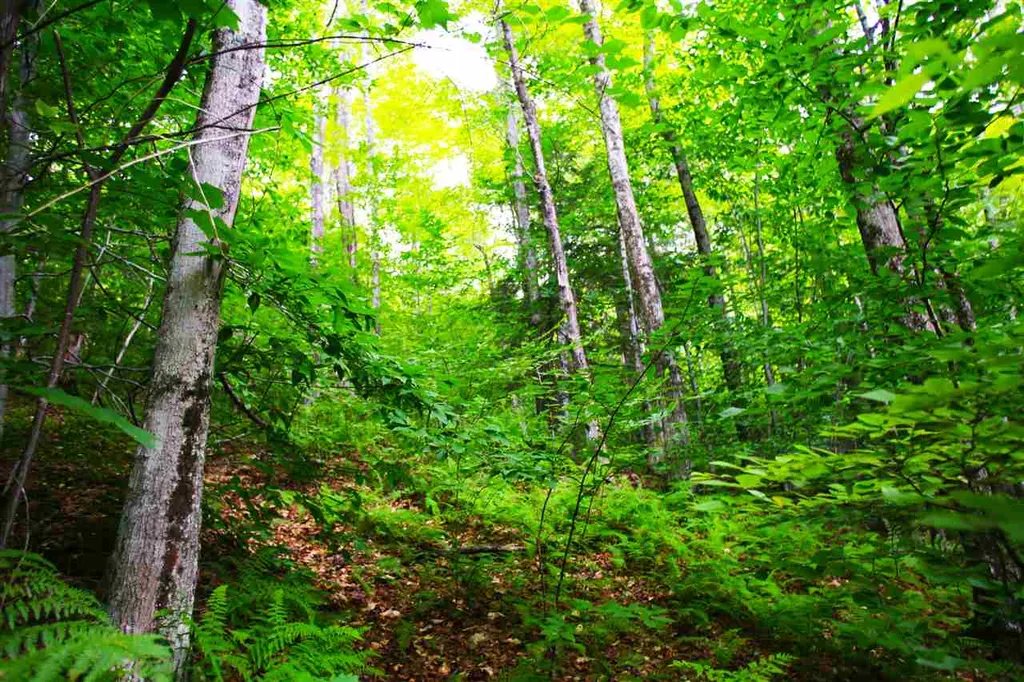 1231 River Road Killington VT 05751