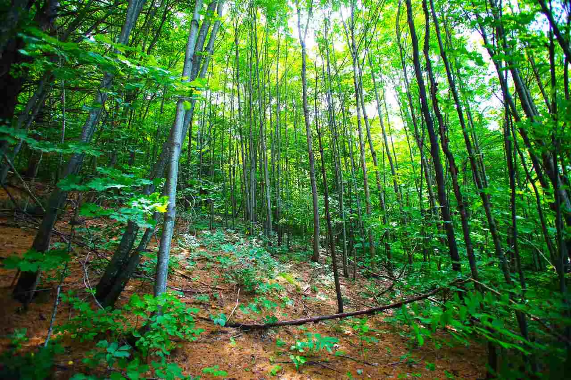1231 River Road Killington VT 05751