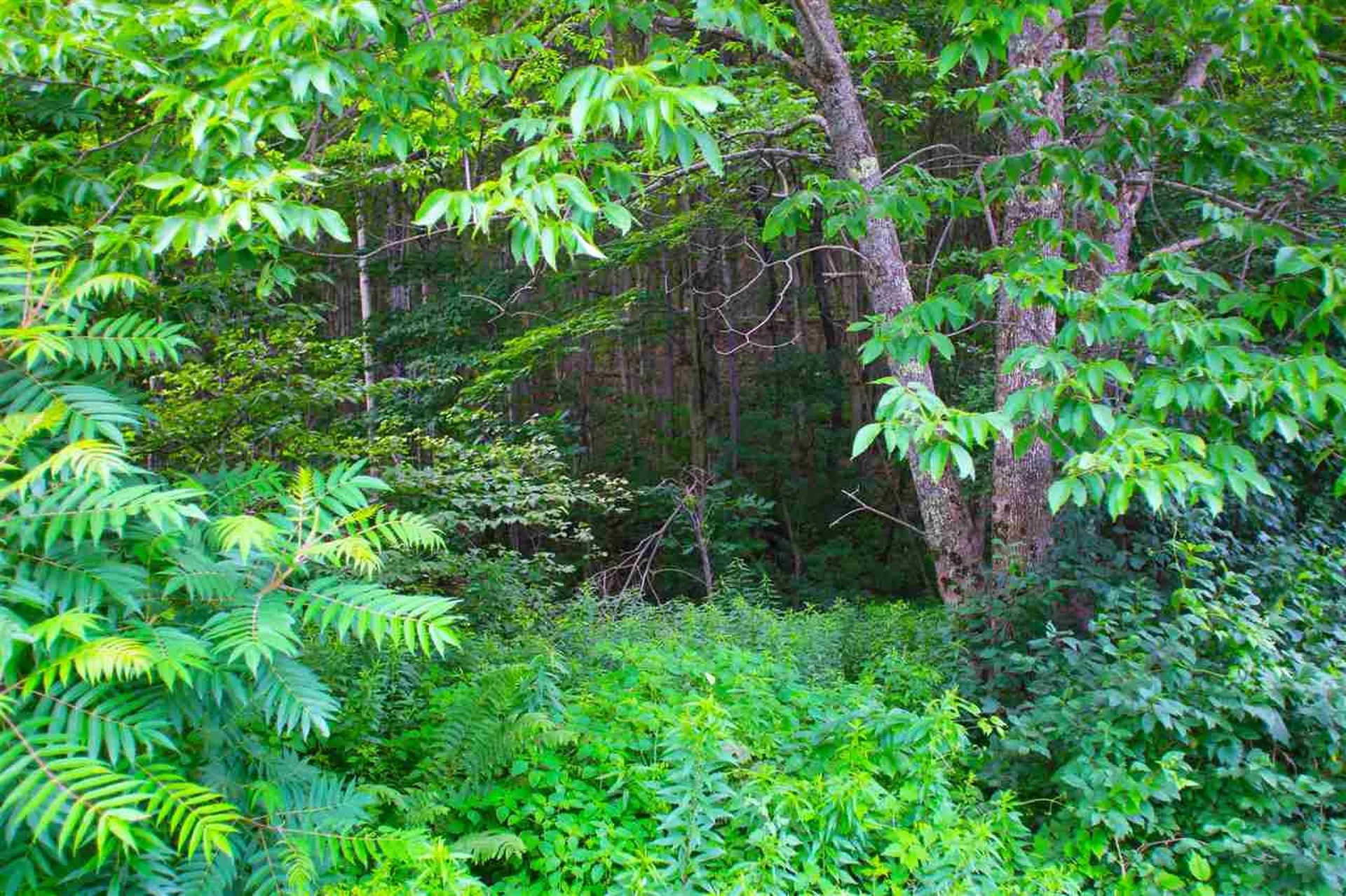 1231 River Road Killington VT 05751