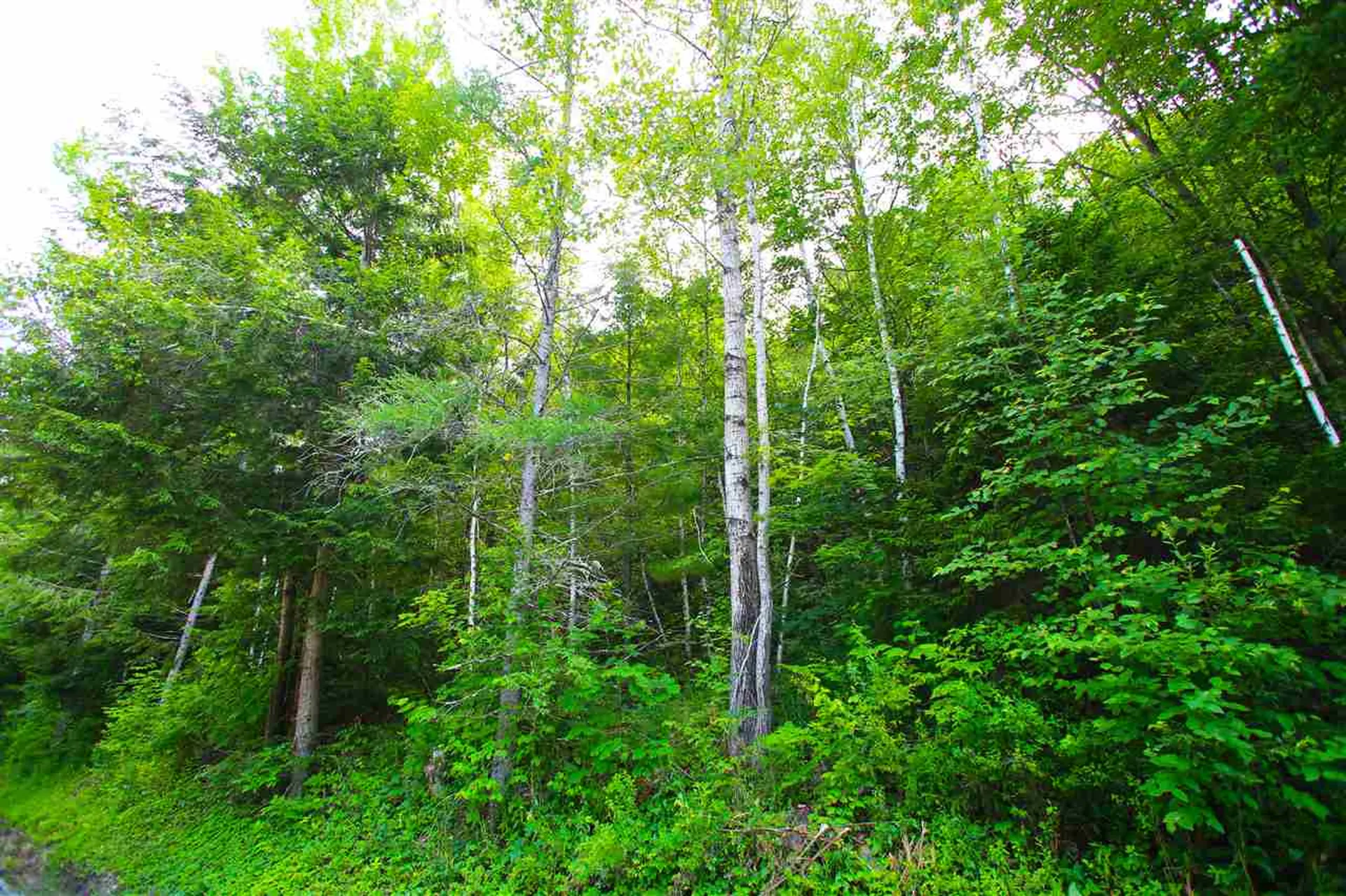 1231 River Road Killington VT 05751