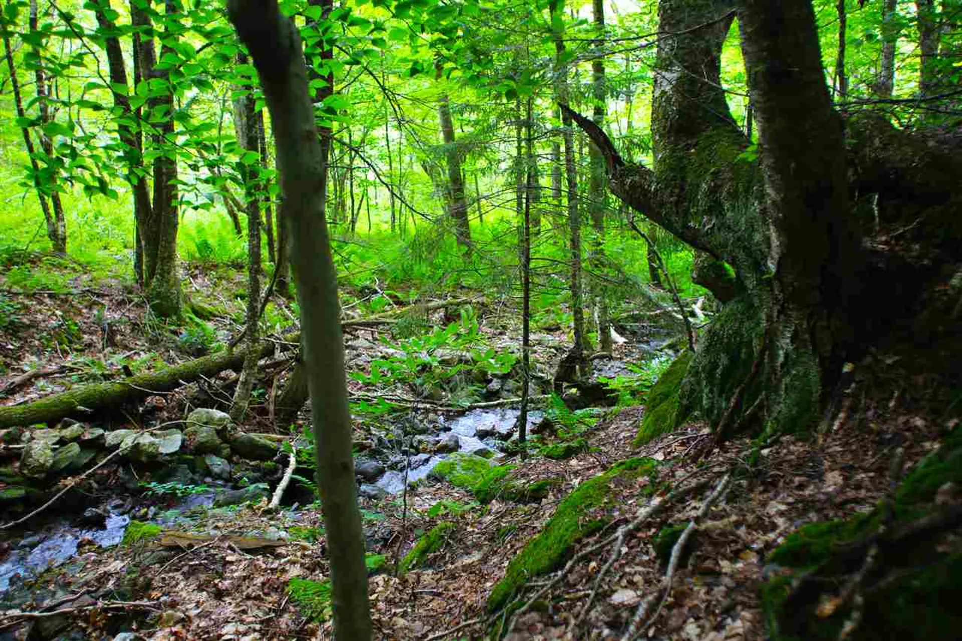 1231 River Road Killington VT 05751