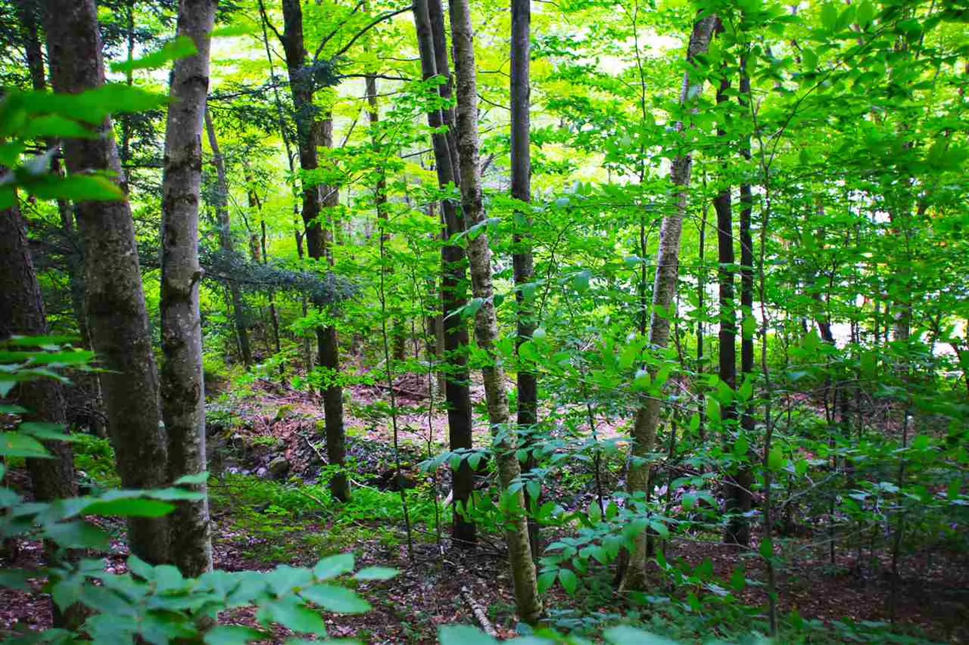 1231 River Road Killington VT 05751