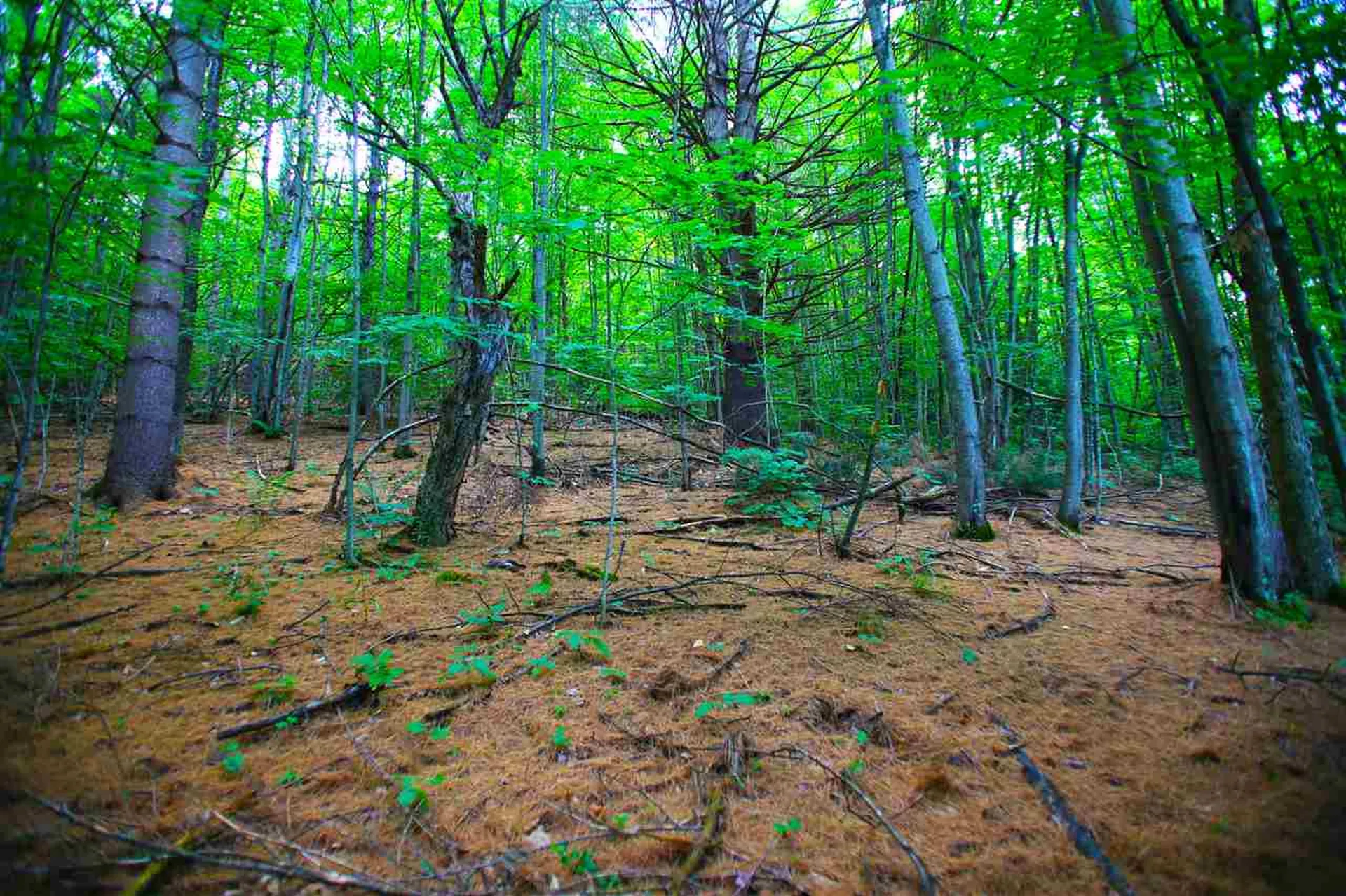 1231 River Road Killington VT 05751