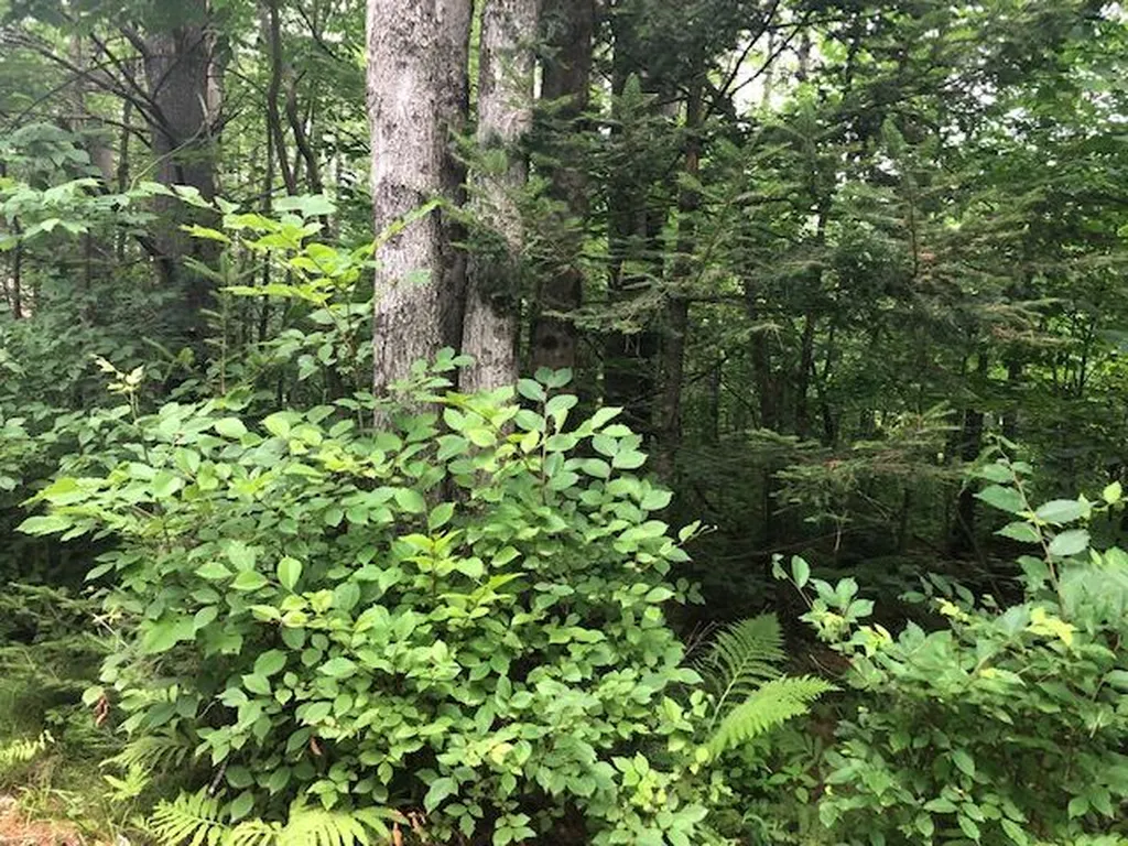 Sunday Mountain Extens Road Orford NH 03777