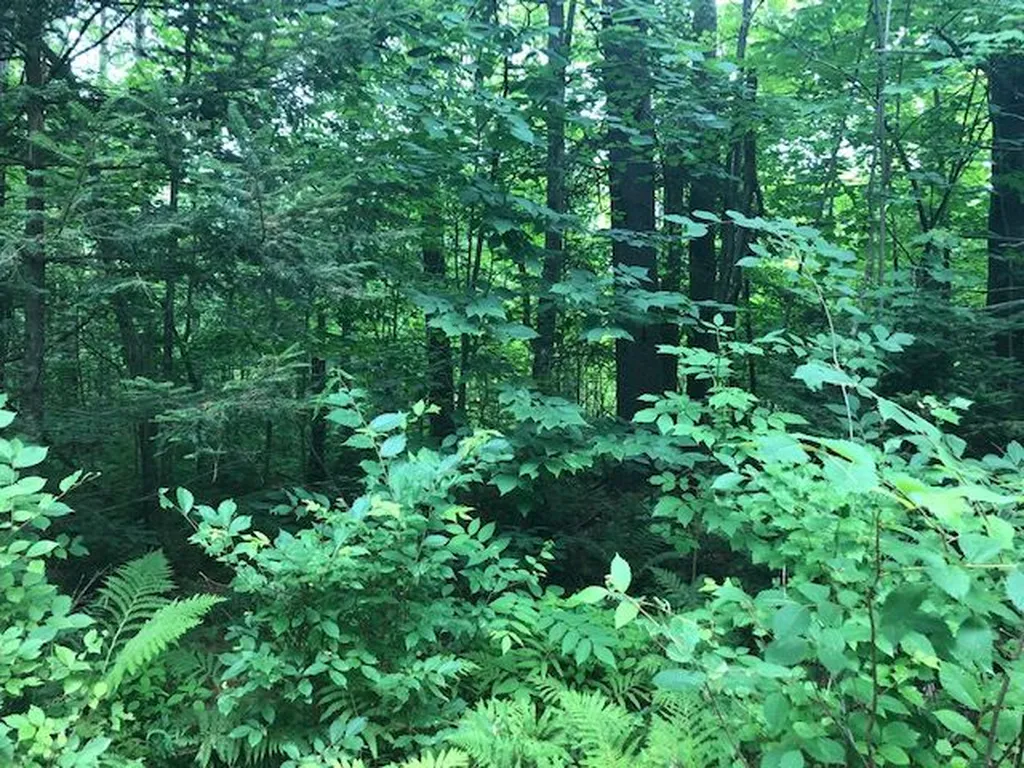 Sunday Mountain Extens Road Orford NH 03777