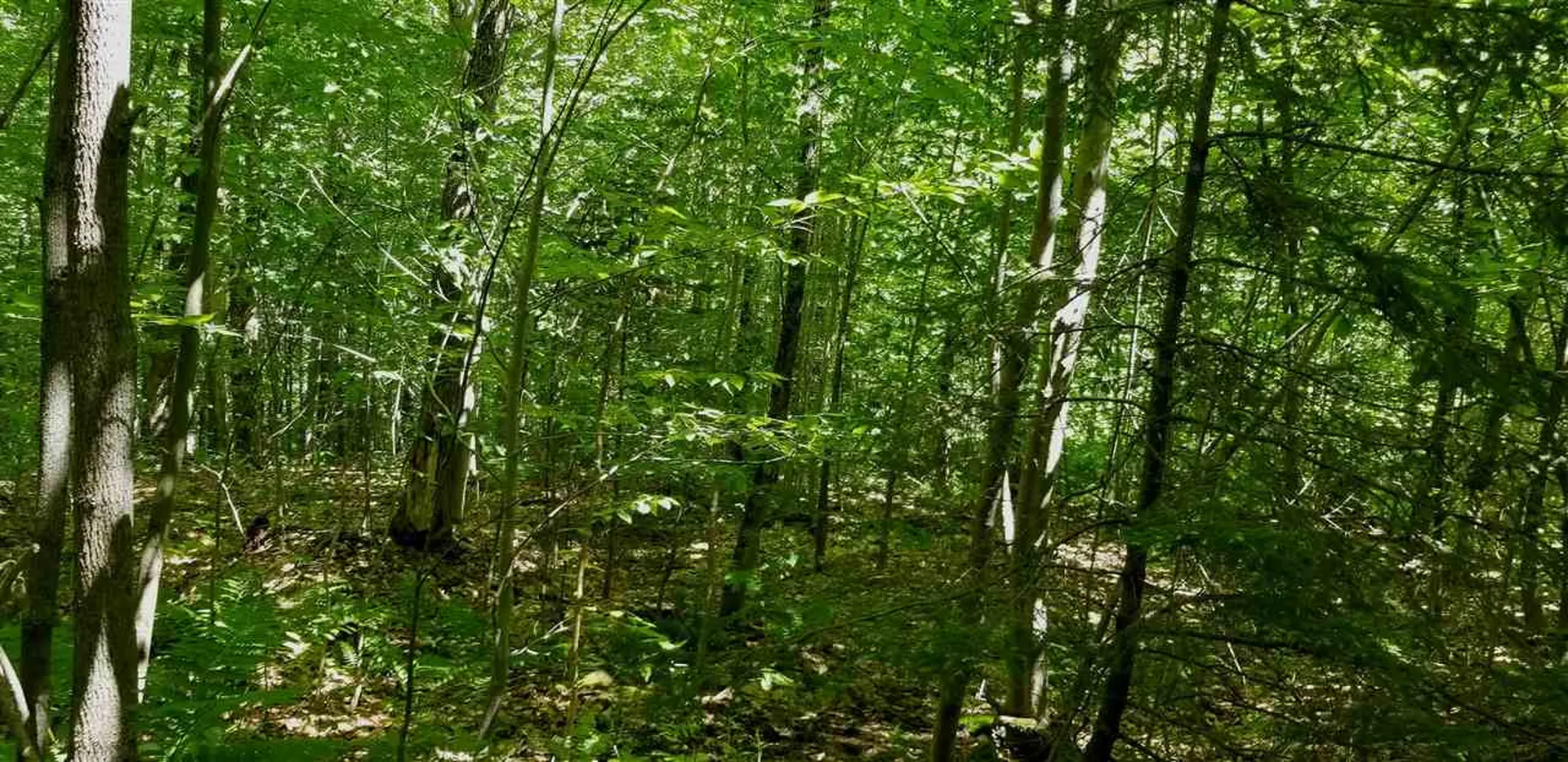 00 Gates Road Andover VT 05143