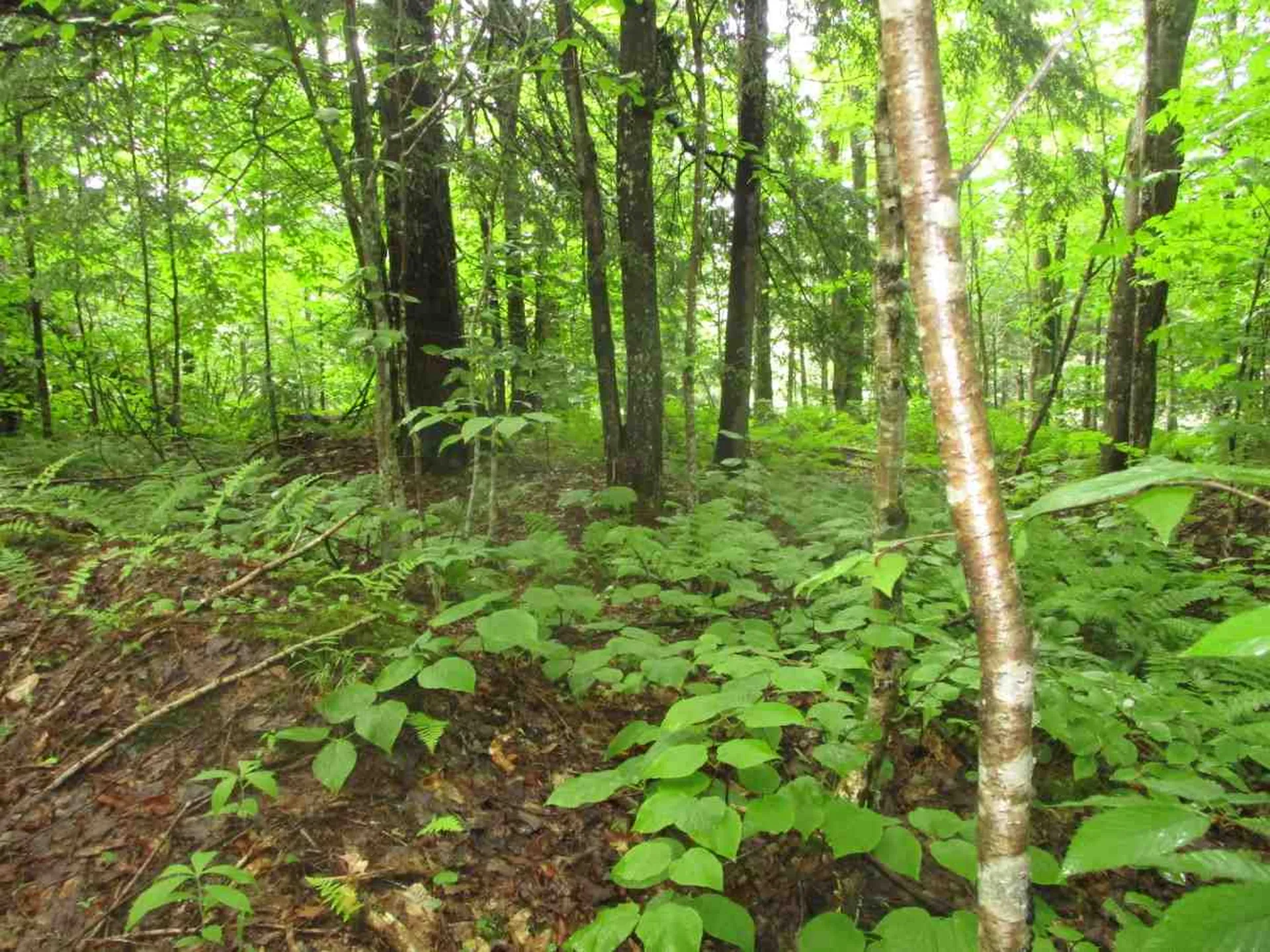 000 Jones Lane Wolcott VT 05680