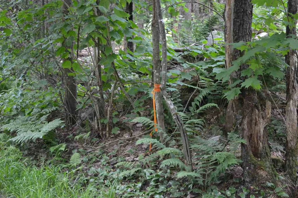 1142 Mines Road Lowell VT 05847