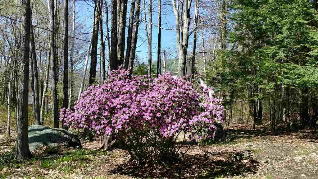 5 Loon Street Wolfeboro NH 03894
