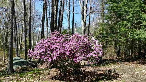 5 Loon Street Wolfeboro NH 03894